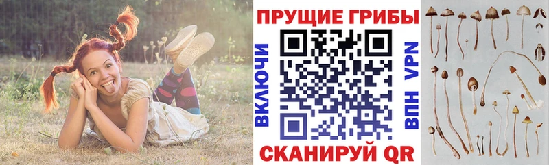 Псилоцибиновые грибы Cubensis  Улан-Удэ 